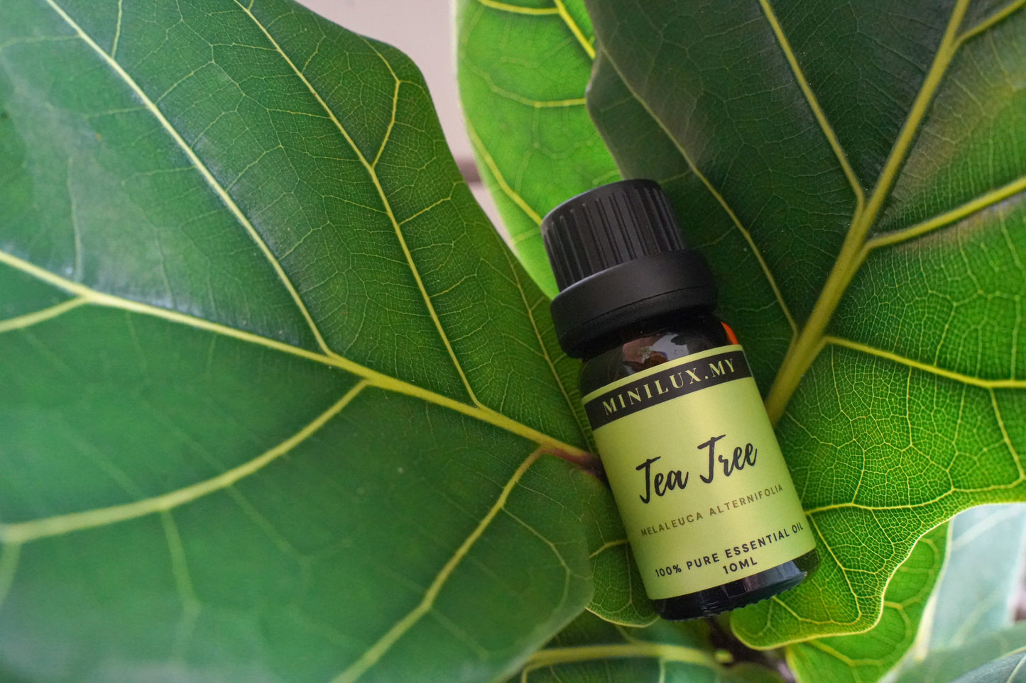 Tea Tree Essential Oil (Melaleuca Alternifolia)