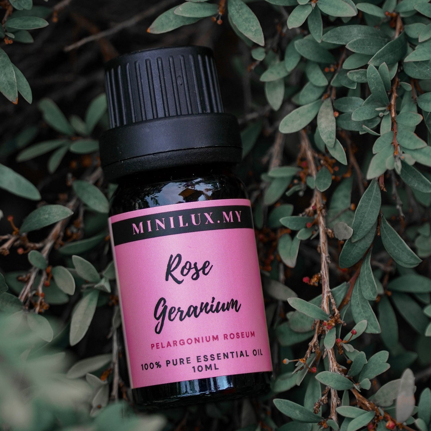 Rose Geranium Essential Oil (Pelargonium Roseum)